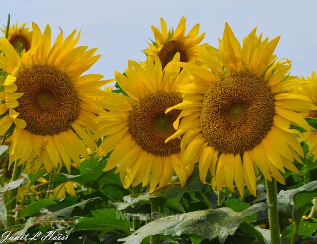 Sunflower #2 by Janet Haist